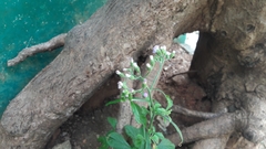 Cyanthillium cinereum