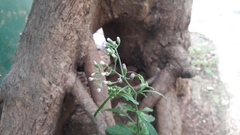 Cyanthillium cinereum