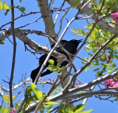 Euphagus cyanocephalus