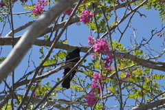 Euphagus cyanocephalus
