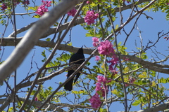 Euphagus cyanocephalus