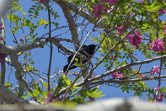 Euphagus cyanocephalus