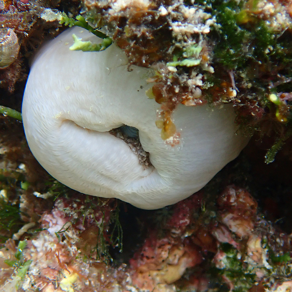Heterodactyla hemprichii