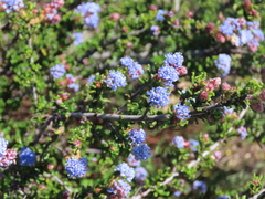 Ceanothus dentatus