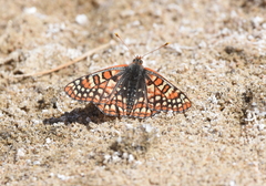 Euphydryas chalcedona corralensis
