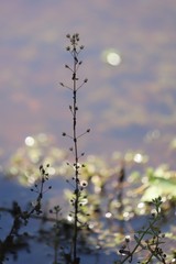 Gratiola pedunculata