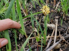 Carex meadii