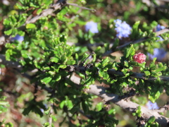 Ceanothus dentatus