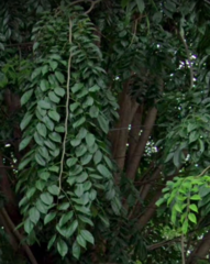 Pterocarpus indicus