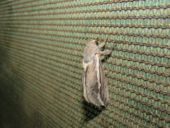 Abantiades albofasciatus