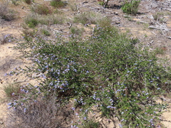 Ceanothus dentatus