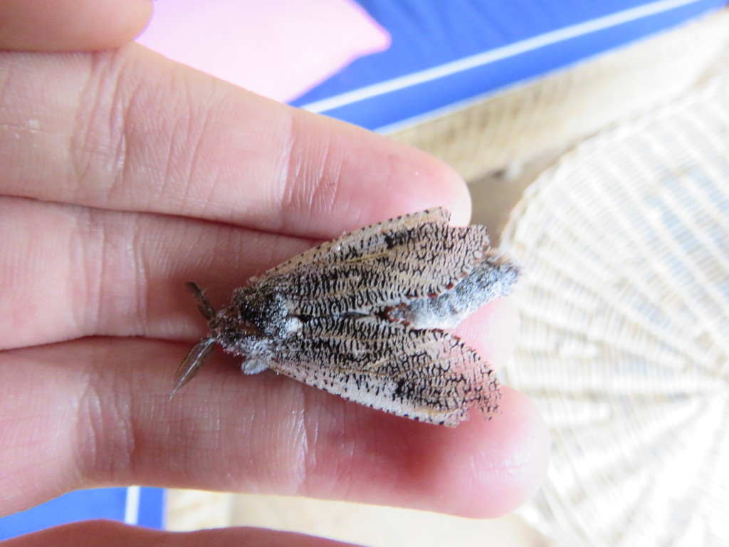 Endoxyla euplecta