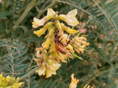 Astragalus trichopodus antisellii