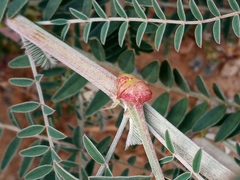 Astragalus trichopodus antisellii