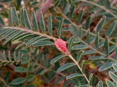 Astragalus trichopodus antisellii