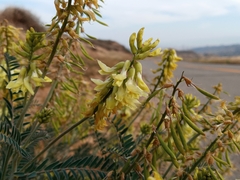 Astragalus trichopodus antisellii