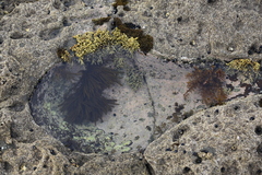 Dictyota kunthii