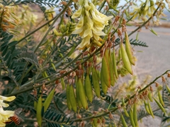 Astragalus trichopodus antisellii
