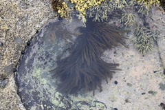 Dictyota kunthii