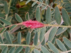 Astragalus trichopodus antisellii