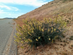 Astragalus trichopodus antisellii