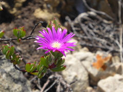 Lampranthus pauciflorus