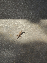 Sceloporus occidentalis
