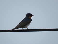 Hirundo neoxena carteri