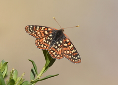 Euphydryas chalcedona corralensis
