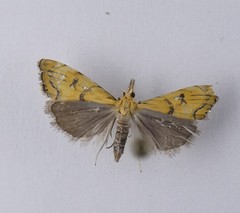 Glaucocharis auriscriptella