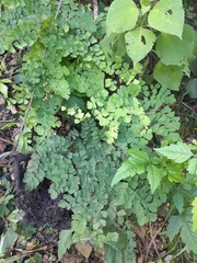 Adiantum lorentzii
