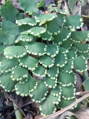 Adiantum lorentzii