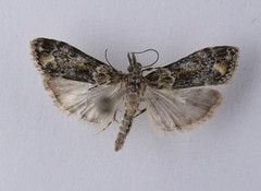 Eudonia minualis