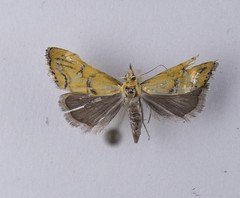 Glaucocharis auriscriptella