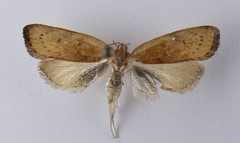 Phaeosaces coarctatella
