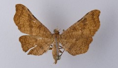 Morova subfasciata