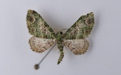 Pasiphila semochlora