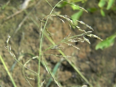 Eragrostis amurensis