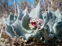 Asclepias californica californica