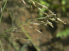 Eragrostis amurensis