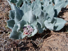 Asclepias californica californica