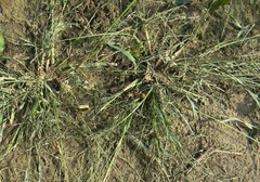 Eragrostis amurensis