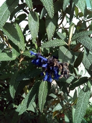 Salvia corrugata