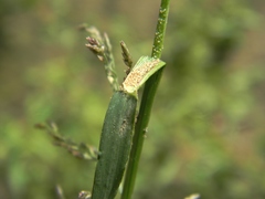 Eragrostis amurensis