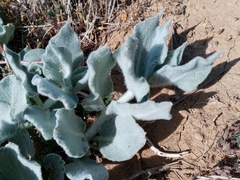 Asclepias californica californica