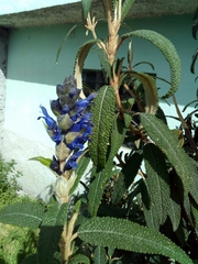Salvia corrugata