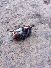 Xylotrupes gideon gideon