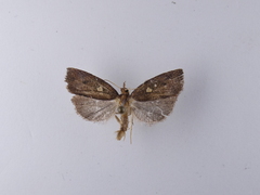 Planotortrix