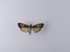 Eudonia asterisca