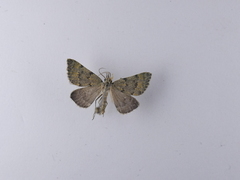 Dichromodes sphaeriata